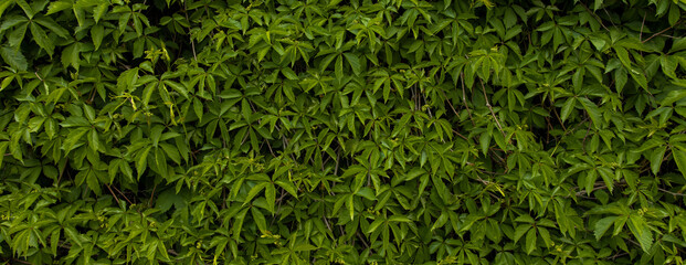 Wall Mural - green foliage natural wallpaper background ecology concept photo
