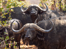 Cape Buffalo Bulls (Syncerus Caffer) In Hwange National Park