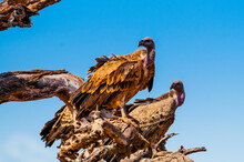 Ruppell's Griffon Vulture (Gyps Rueppelli), Tsavo West National Park, Kenya