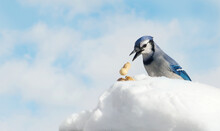 Bluejay With A Peanut In Winter.