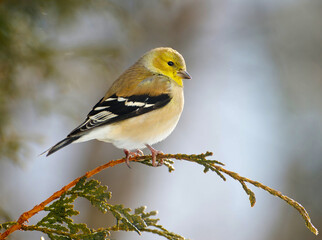 American goldfinch perched on a branch in winter.