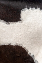 Texture Of Horse Skin