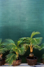 Small Coconut Palms