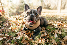 A Portrait Of A French Bulldog Sitting In Leaves.