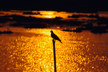 Wall Mural - the silhouette of bird sunlight backlit view