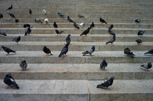 Pigeons Gathered On Steps In Manhattan. Urban Setting