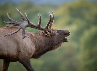 Canvas Print - A Large Bull Elk 