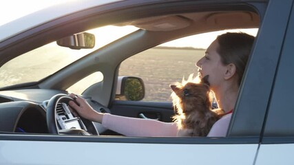 Wall Mural - Beautiful woman with cute dog driving modern car