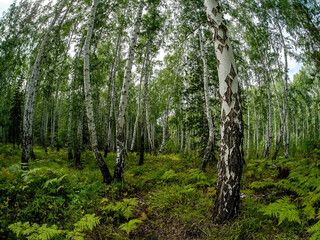 Wall Mural - birch and pine mixed forest in summer, fish-eye
