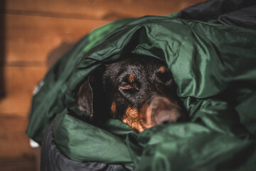 Wall Mural - Doberman dog cuddles into a sleeping bag