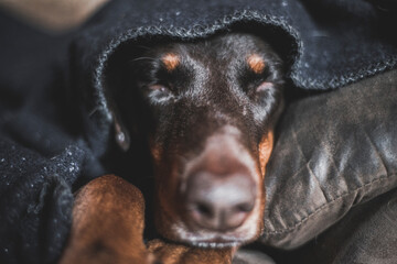 Wall Mural - A doberman dog cuddles on the couch under a wooden blanket
