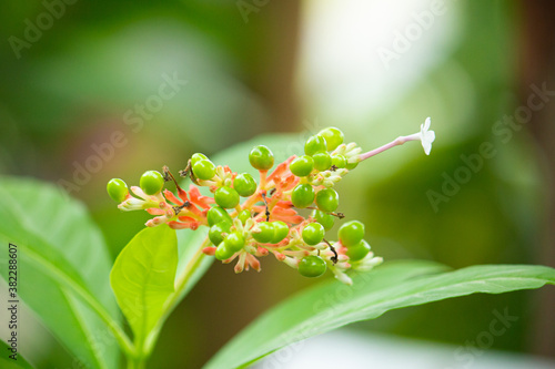 インドジャボク 印度蛇木 学名rauwolfia Serpentina の花と実 別名は ラウオルフィア インドで民間薬として使用されてきた Stock Photo Adobe Stock インドジャボク 印度蛇木 学名rauwolfia Serpentina の花と実 別名は ラウオルフィア インドで民間薬として使用されてきた Stock Photo Adobe Stock
