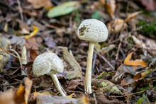 Two Small White Mushrooms Growing On The Forest Floor
