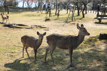 Poster - 奈良公園の鹿