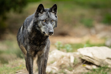 Wall Mural - black wolf in the forest