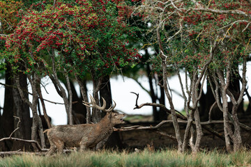 Poster - Red Deer in the forest during the rut season