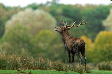 Wall Mural - Red Deer in the forest during the rut season