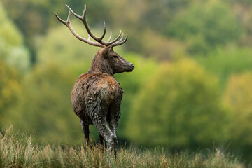 Canvas Print - Red Deer in the forest during the rut season