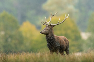 Canvas Print - Red Deer in the forest during the rut season