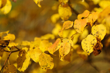 Autumn yellow bright leaves on a tree close-up. Natural background