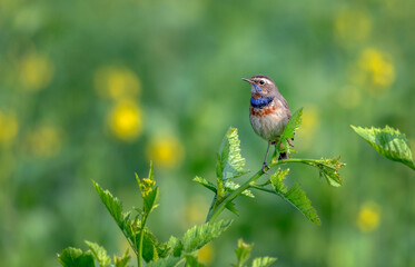 The bluethroat is a small passerine bird that was formerly classed as a member of the thrush family Turdidae,