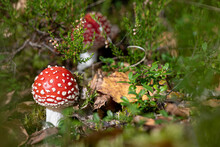 Two Cute Fly Agaric Mushrooms In Forest Moss