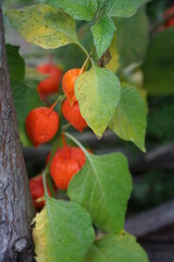 Poster - Die Lampionblume (Physalis alkekengi) ist eine Pflanzenart aus der Gattung der Blasenkirschen (Physalis) in der Familie der Nachtschattengewächse (Solanaceae). Der Trivialname Lampionblume l