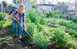 Young woman gardener with mattock working with beans seedlings in sunny garden outdoor