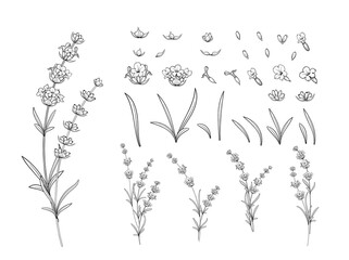 Hand drawn design elements lavender in sketch style.