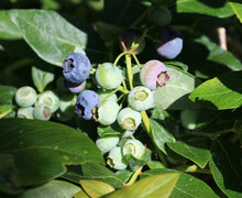 Blueberries Ripening On The Plant