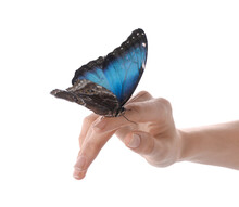 Woman Holding Beautiful Common Morpho Butterfly On White Background, Closeup