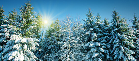 Christmas Holiday Background. Winter sunshine through trees in forest.