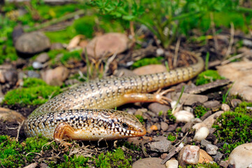 Poster - Gefleckter Walzenskink (Chalcides ocellatus), Peloponnes, Griechenland / Ocellated skink, Peloponnese, Greece