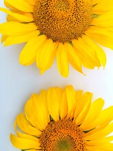 Three Bright Sunflowers On Wooden Dark Background