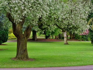 Sticker - Park with Trees in Blossom