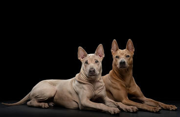 two dogs on a black background. Thai ridback puppy and adult together