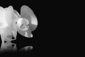 Wall Mural - soft lit white orchid closeup isolated on a black background with reflection and copy space