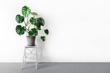 Monstera deliciosa or Swiss cheese plant in a gray concrete flower pot stands on a white pedestal on a white background. Hipster scandinavian style room interior. Empty white wall and copy space.