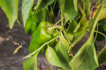 green pepper on the plant/green peppers ripen on a plant on a sunny day