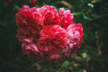 Large bouquet of red roses. Background of natural flowers in the garden