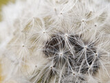Fototapeta Dmuchawce - Close up of dandelion seed head