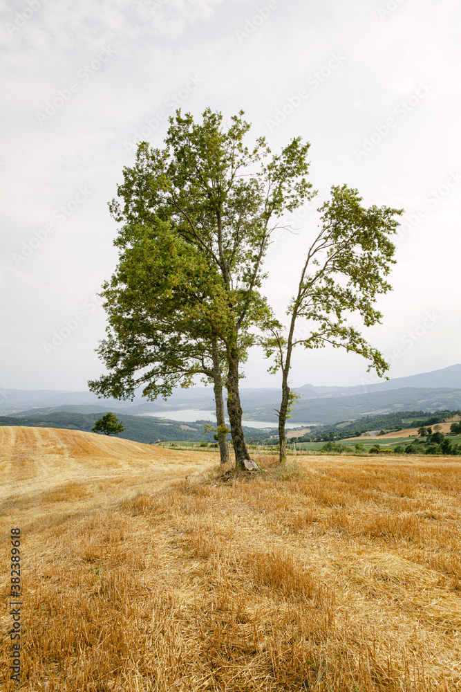 Alberi in collina campagna Italiana vista lago - obrazy, fototapety, plakaty 
