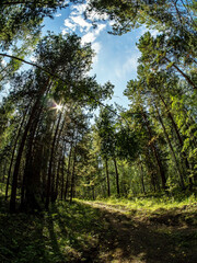 Wall Mural - birch and pine mixed forest in summer, Fisheye
