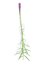 Whole Liatris Spicata Or Gay Feather Flower Isolated On White Background.