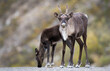 Caribou in the Canadian wilderness