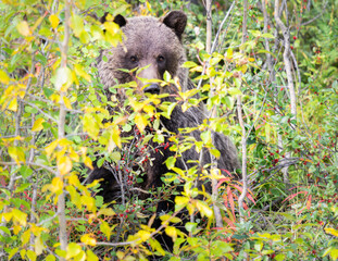 Wall Mural - grizzly bear in the late summer