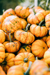 closeup of beautiful ripe orange pumpkins in fall autumn halloween or thanksgiving pumpkin patch mar