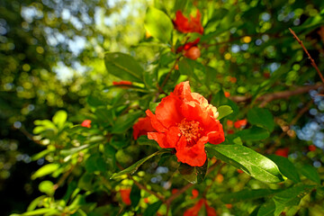 Poster - Blüte eines Granatapfel (Punica granatum) - blossom of a pomegranate (Punica granatum)