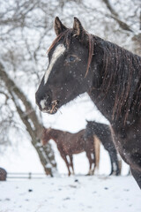 Wall Mural - Quarter Horses in winter snow