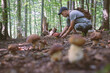 Man collect mushrooms in summer forest
